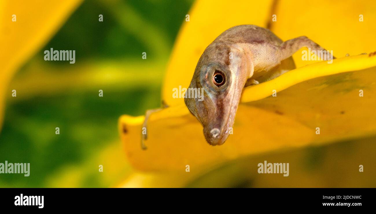 Anolis, Anole Lizard, Tropischer Regenwald, Costa Rica, Mittelamerika, Amerika Stockfoto