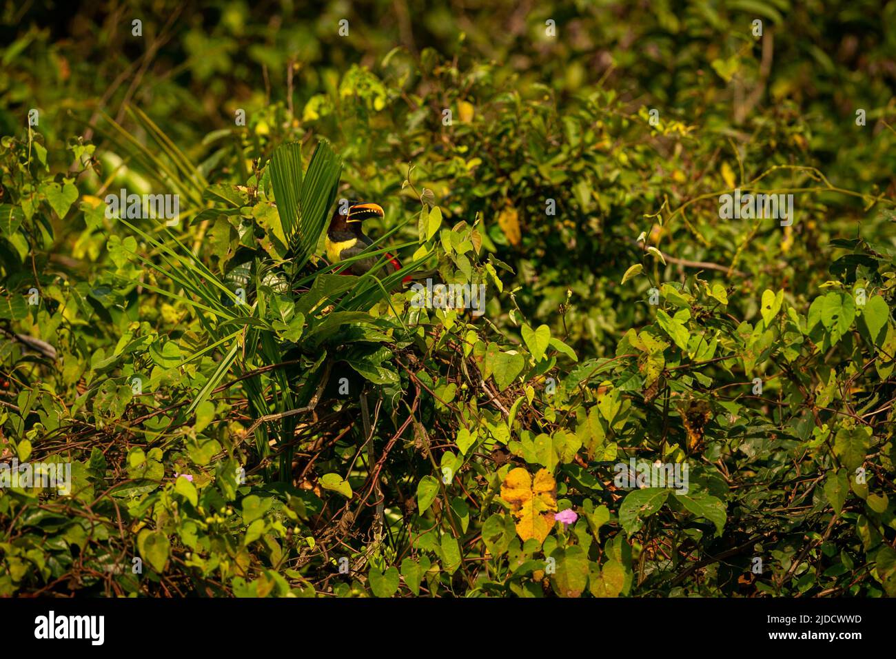 Majestätischer und farbenfroher Vogel im Naturlebensraum. Vögel des nördlichen Pantanal, wildes brasilien, brasilianische Tierwelt voller grüner Dschungel. Stockfoto