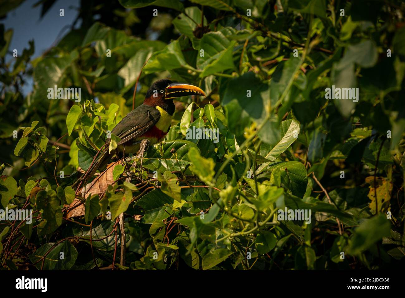 Majestätischer und farbenfroher Vogel im Naturlebensraum. Vögel des nördlichen Pantanal, wildes brasilien, brasilianische Tierwelt voller grüner Dschungel. Stockfoto