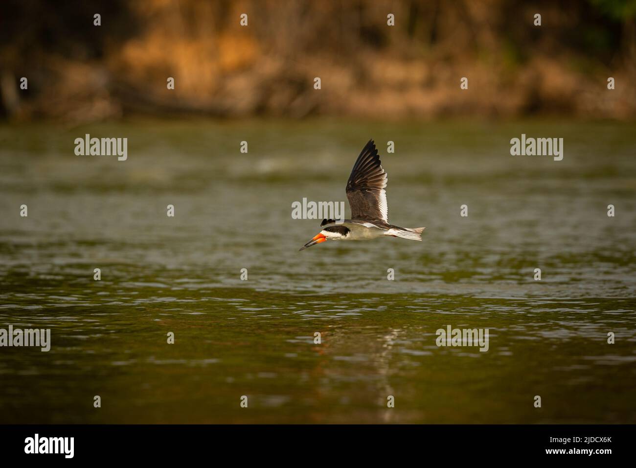 Majestätischer und farbenfroher Vogel im Naturlebensraum. Vögel des nördlichen Pantanal, wildes brasilien, brasilianische Tierwelt voller grüner Dschungel. Stockfoto