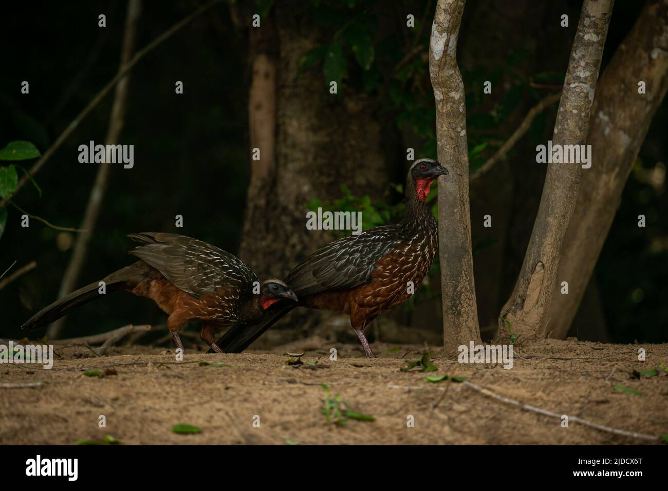 Majestätischer und farbenfroher Vogel im Naturlebensraum. Vögel des nördlichen Pantanal, wildes brasilien, brasilianische Tierwelt voller grüner Dschungel. Stockfoto