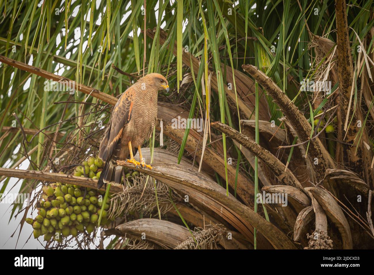 Majestätischer und farbenfroher Vogel im Naturlebensraum. Vögel des nördlichen Pantanal, wildes brasilien, brasilianische Tierwelt voller grüner Dschungel. Stockfoto