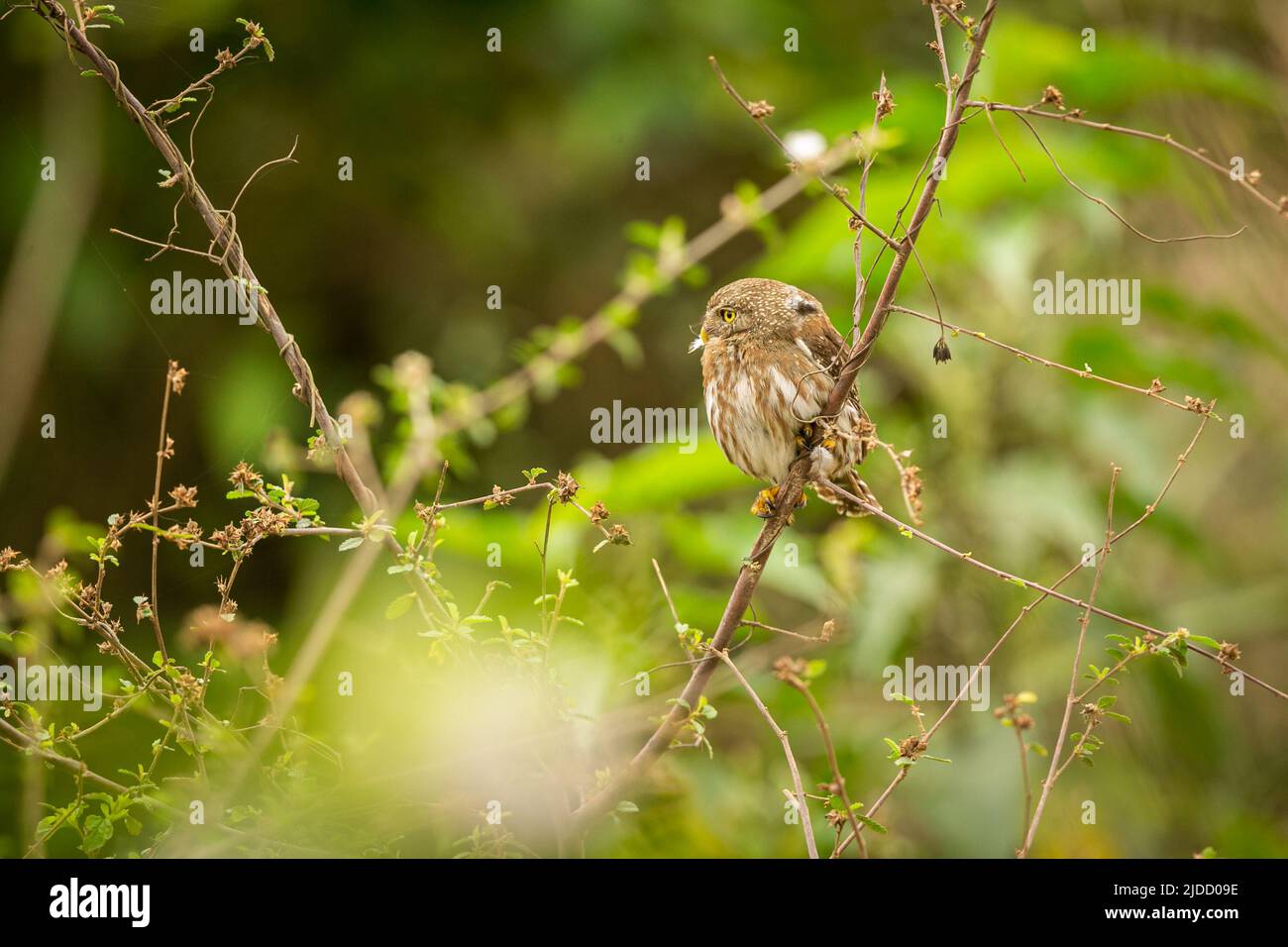 Majestätischer und farbenfroher Vogel im Naturlebensraum. Vögel des nördlichen Pantanal, wildes brasilien, brasilianische Tierwelt voller grüner Dschungel. Stockfoto