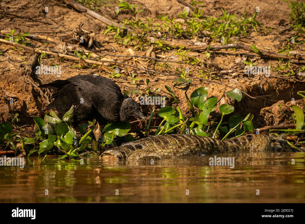 Majestätischer und farbenfroher Vogel im Naturlebensraum. Vögel des nördlichen Pantanal, wildes brasilien, brasilianische Tierwelt voller grüner Dschungel. Stockfoto