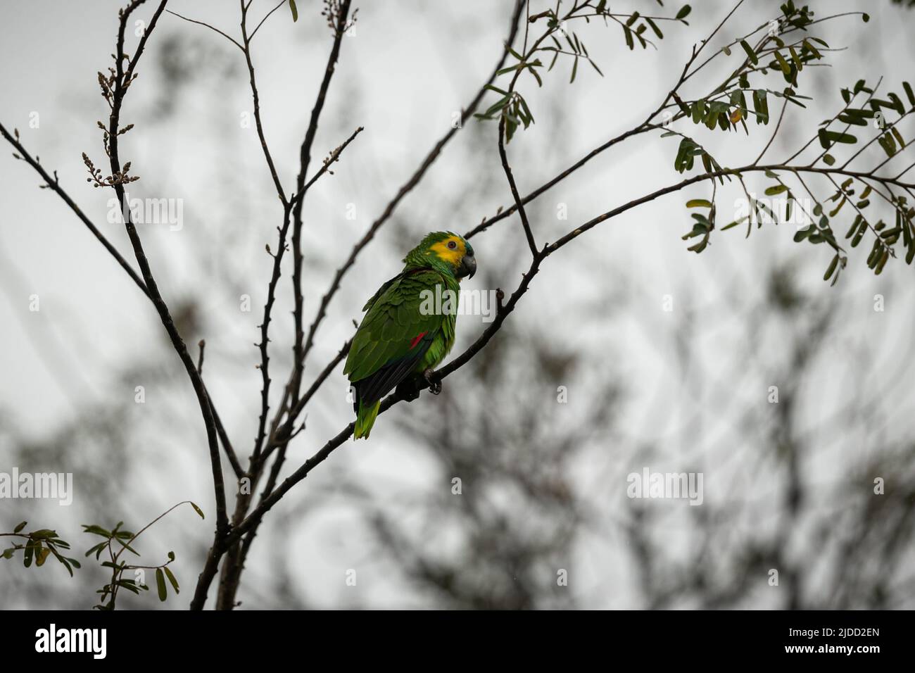 Majestätischer und farbenfroher Vogel im Naturlebensraum. Vögel des nördlichen Pantanal, wildes brasilien, brasilianische Tierwelt voller grüner Dschungel. Stockfoto