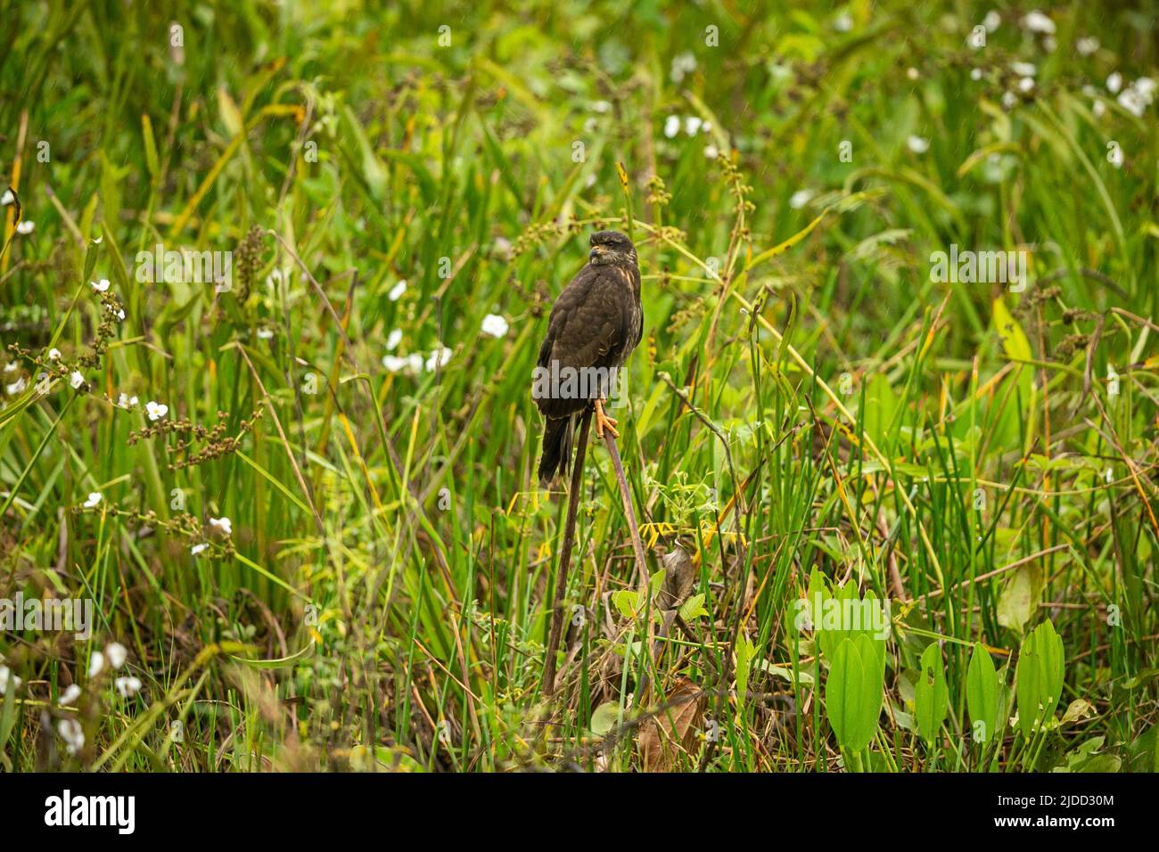 Majestätischer und farbenfroher Vogel im Naturlebensraum. Vögel des nördlichen Pantanal, wildes brasilien, brasilianische Tierwelt voller grüner Dschungel. Stockfoto