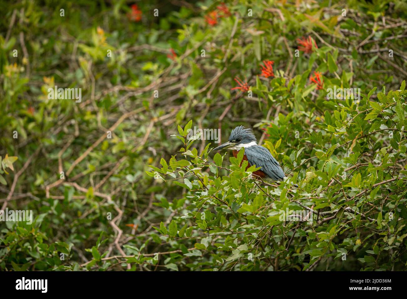 Majestätischer und farbenfroher Vogel im Naturlebensraum. Vögel des nördlichen Pantanal, wildes brasilien, brasilianische Tierwelt voller grüner Dschungel. Stockfoto