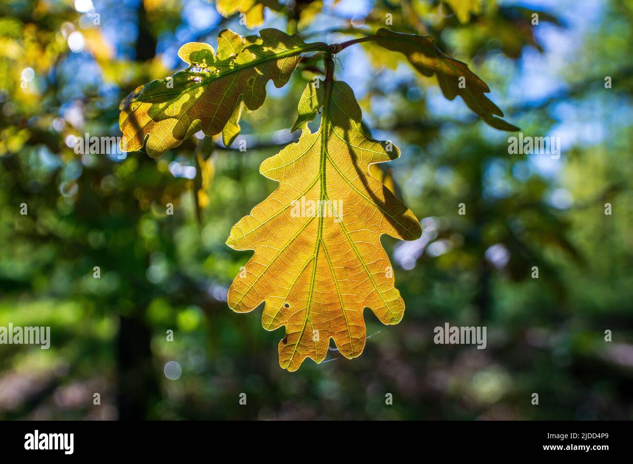 Knospe blatt eiche Fotos und Bildmaterial in hoher Auflösung Alamy