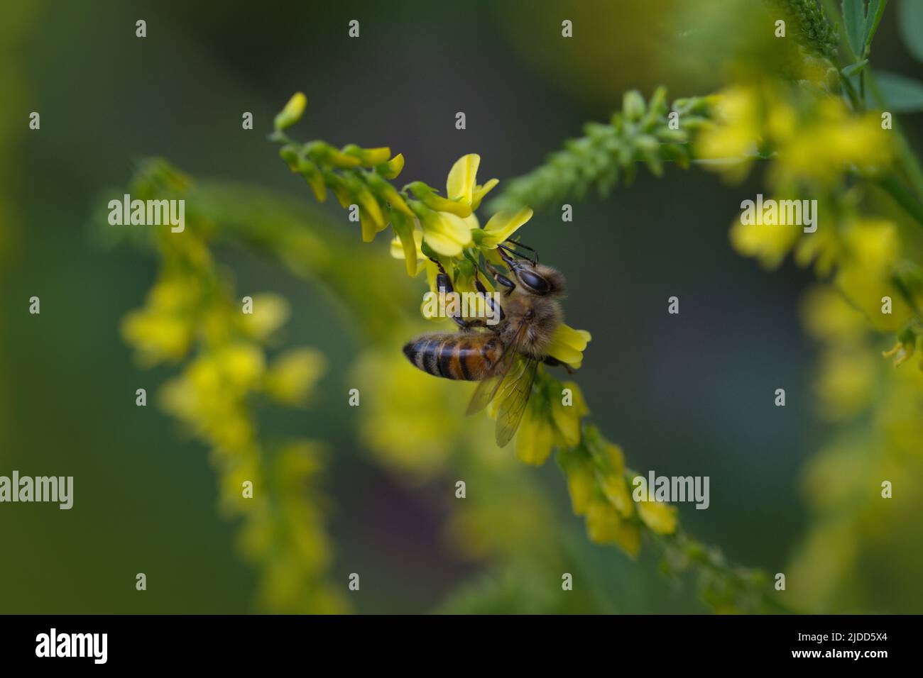 Makrofotografie einer Honigbiene bei der Arbeit im Sommer in bayern, Biene bei der Arbeit, Naturfotografie Stockfoto