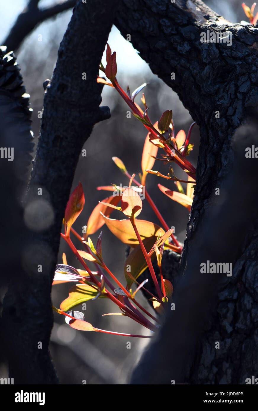 Geschwärzte, verbrannte Rinde und neues Wachstum aus epikormischen Knospen auf einem Eukalyptus-Kaugummibaum nach einem Buschfeuer in NSW, Australien. Eine feueradaptive Eigenschaft Stockfoto