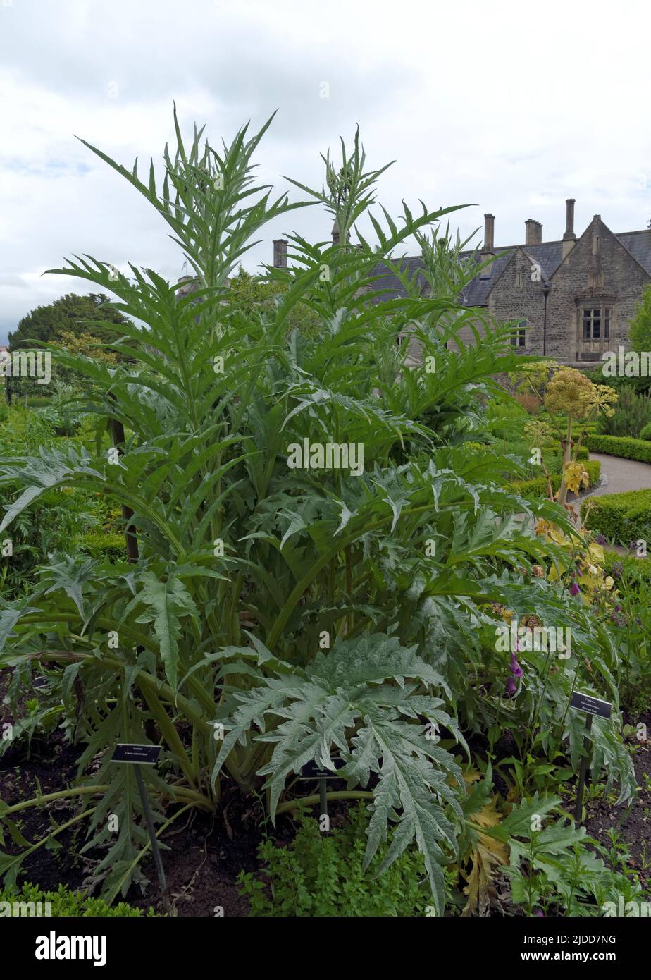 Cardoon Plant - cynara cardunculus - preisgekrönter Physic Garden, Cowbridge bei Cardiff, Juni 2022 Stockfoto