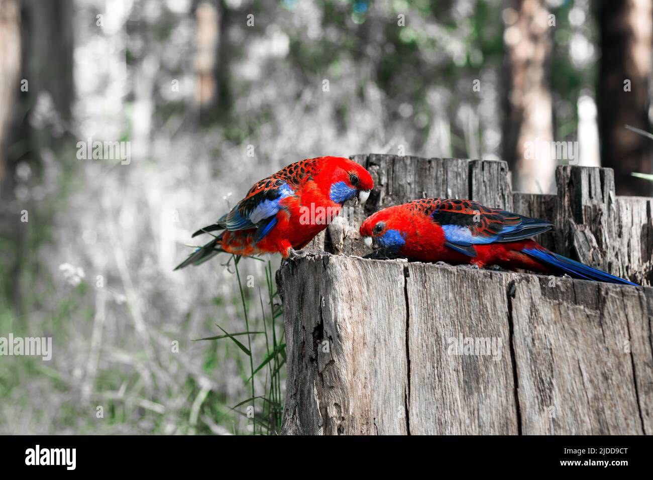 Der purpurrote Rosella-Papagei sitzt auf einem Baumstumpf. Stockfoto