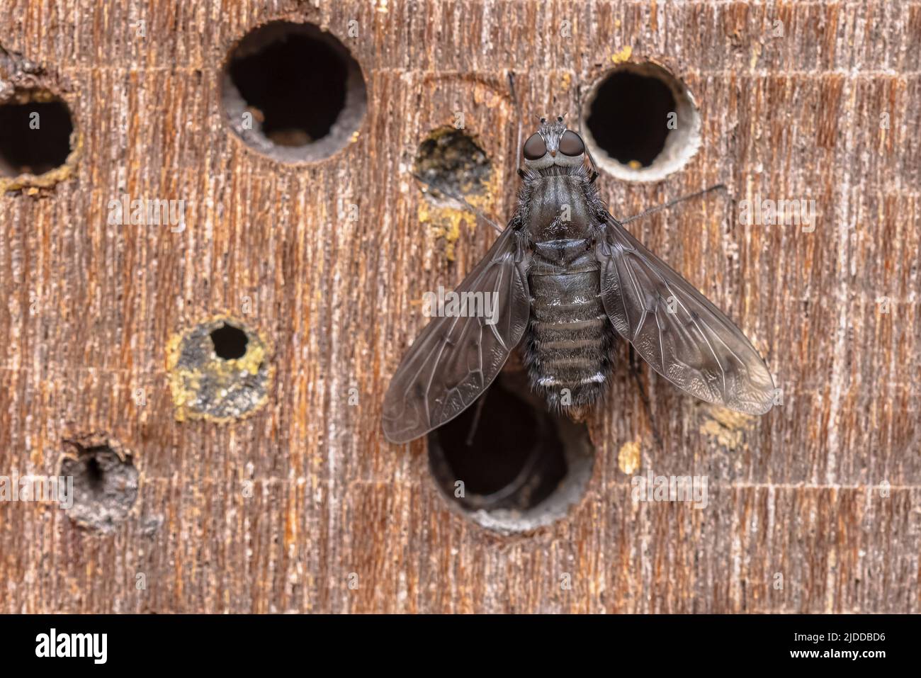 Anthrax Anthrax ist eine Art von Fliegen in der Familie Bombyliidae oder Bienenfliegen. Er parasit auf einsamen Bienen und Wespen und ist oft in der Stadt zu finden Stockfoto