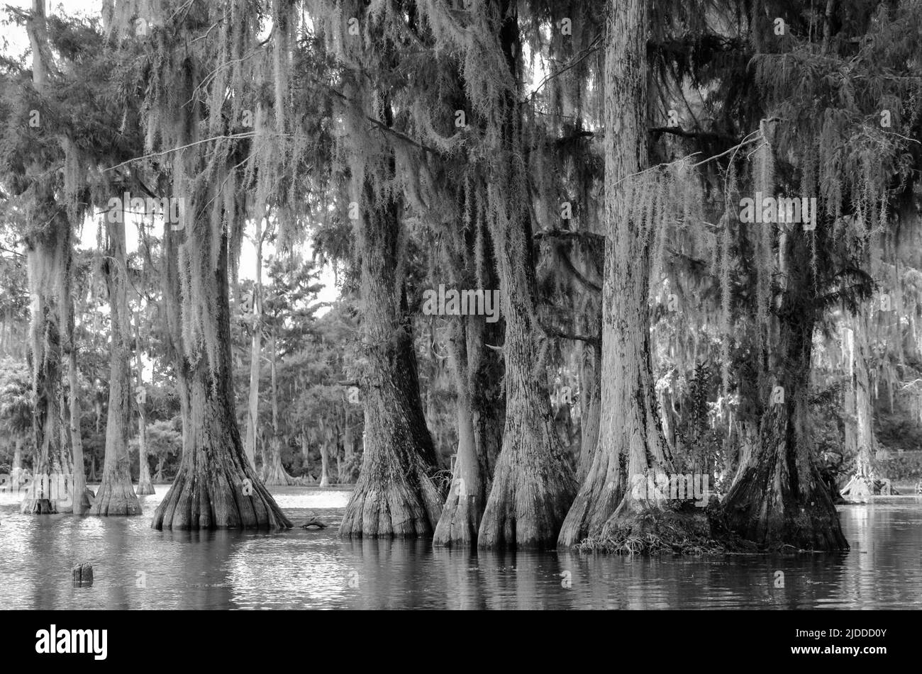 Ein künstlerisches s/w-Foto von Zypressen, die in spanisches Moos gehüllt sind, am Merritt's Mill Pond, Marianna, Florida, USA Stockfoto