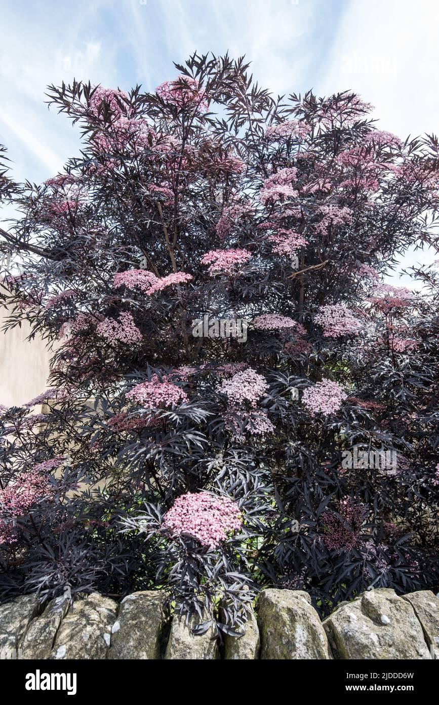 Sambucus nigra in voller Blüte im Juni 2022 mit seinem schönen dunkelvioletten, schwarzen Laub. Stockfoto