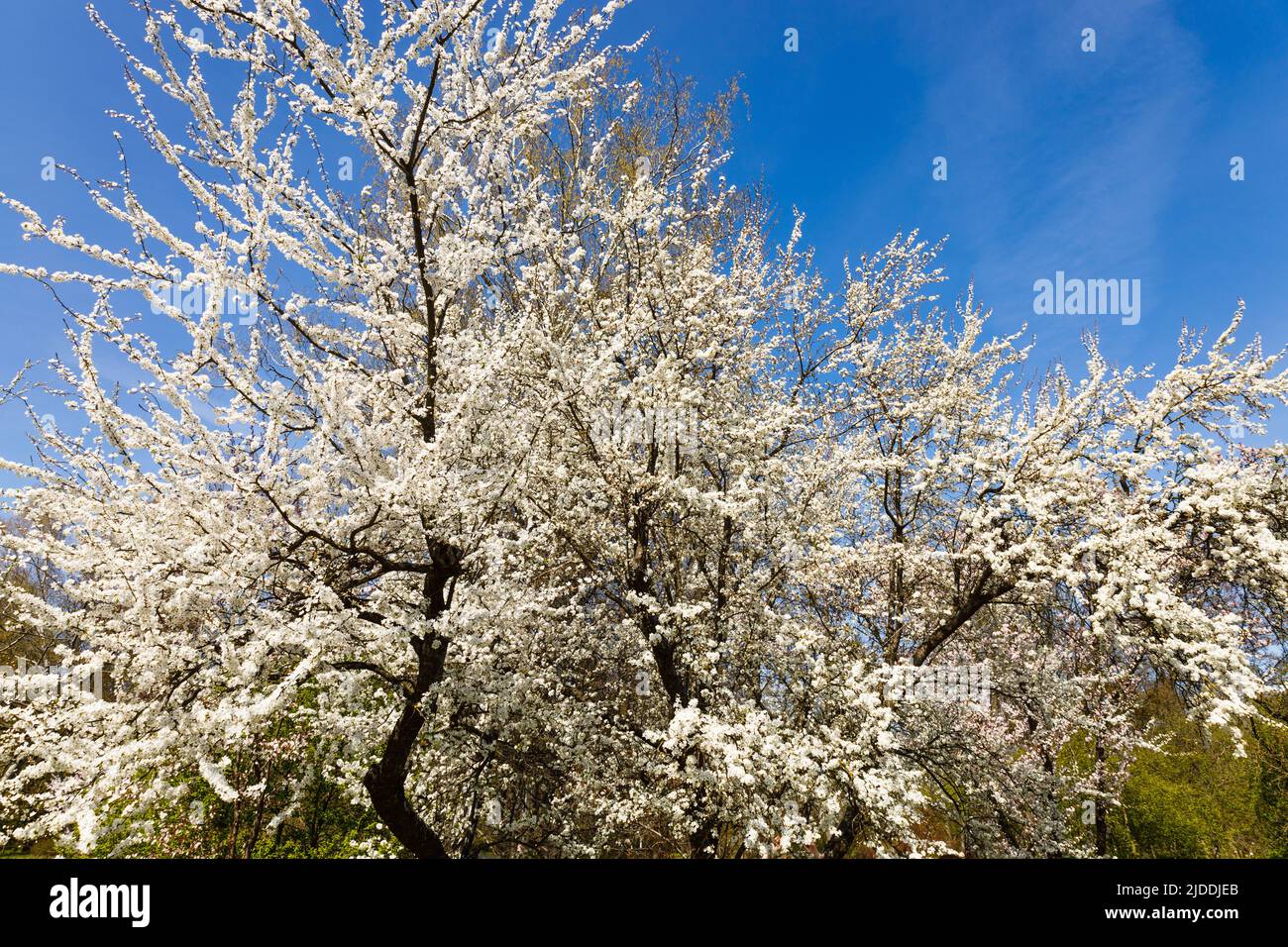 Kirschpflaume oder Myrobalan - Prunus cerasifera blüht im Frühling Stockfoto