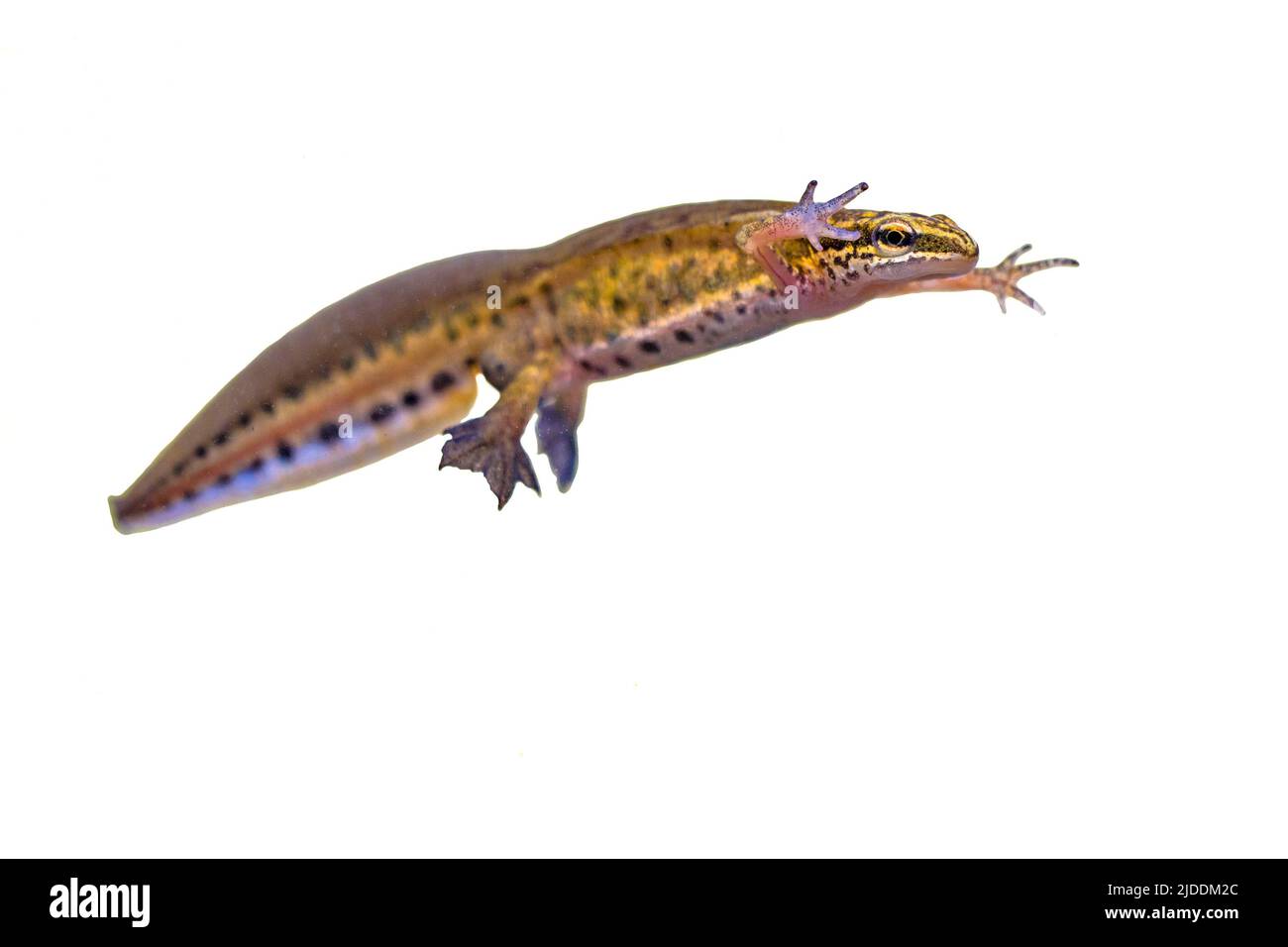 Palmatenmolch (Lissotriton helveticus) farbenfrohes, aquatisches Amphibienmännchen, das auf weißem Hintergrund schwimmt. Unterwasser Tierwelt Szene von Tier in der Natur von E Stockfoto