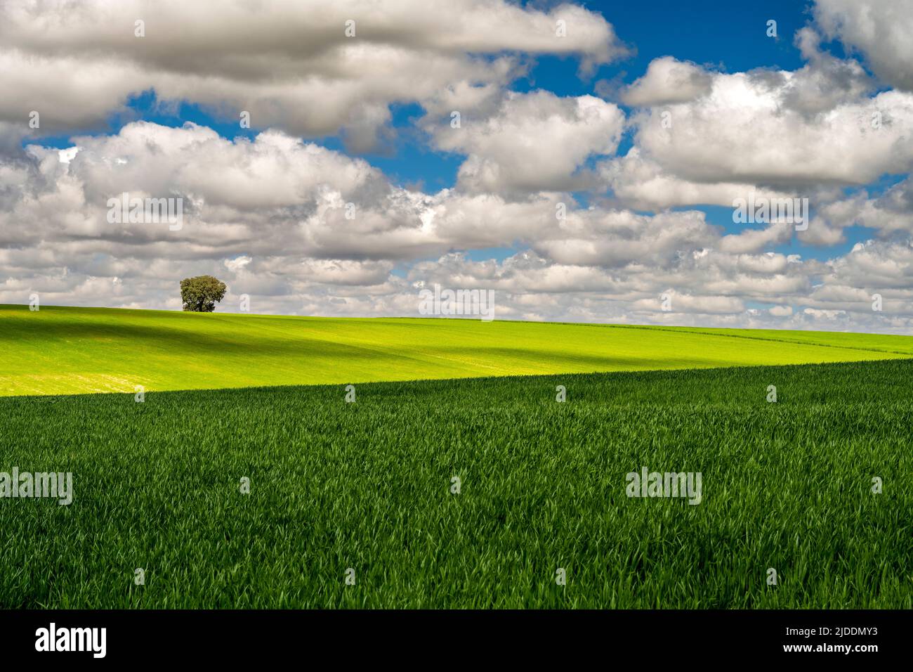 Hügelige Landschaft im Frühling, Castilla-La Mancha, Spanien Stockfoto