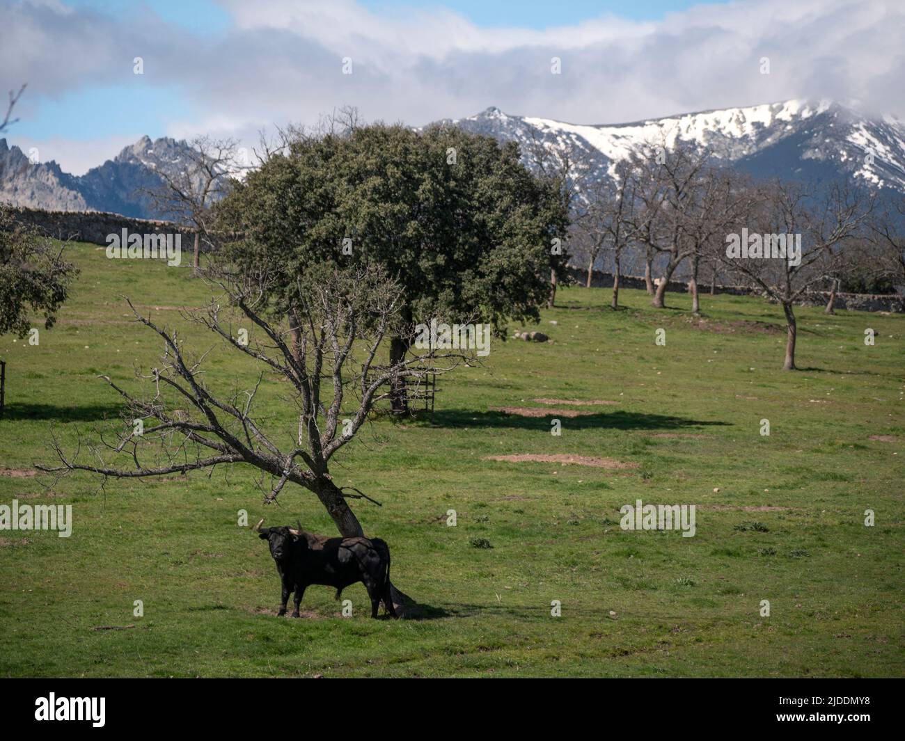 Spanischer Kampfbulle auf einer grünen Wiese mit Bergen und Schnee im Hintergrund. Stockfoto