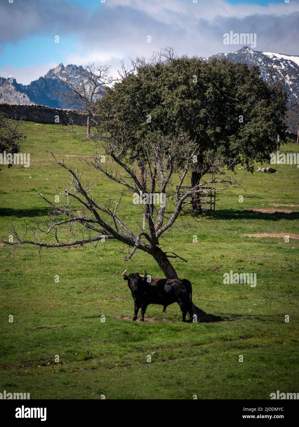 Vertikale Ansicht des spanischen Kampfbullen auf einer grünen Wiese mit Bergen und Schnee im Hintergrund. Stockfoto