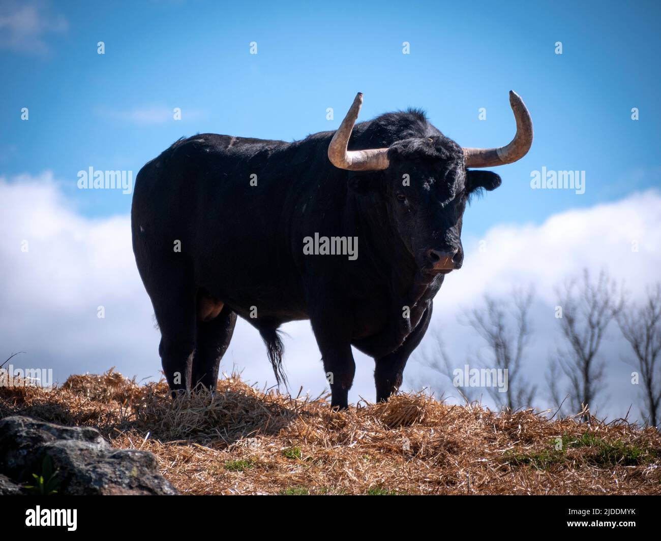 Sechs Jahre alter spanischer Stier auf einer Wiese im Frühjahr und blickte auf Kamera und blauen Himmel mit Wolke im Hintergrund. Stockfoto