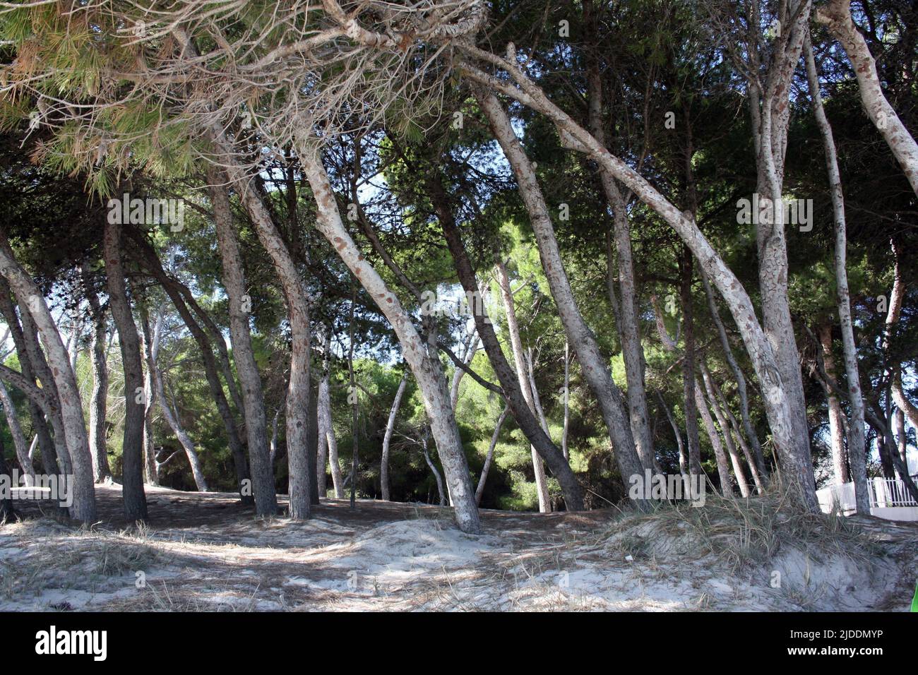 Pinienwald an der Playa del Muro auf Mallorca, Bucht von Alcudia, Spanien Stockfoto