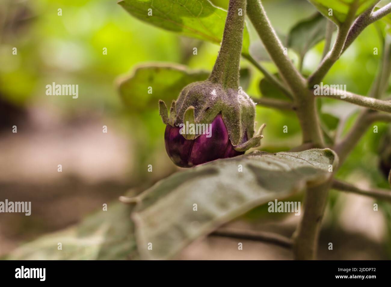 Leckere kleine violette Aubergine (Aubergine), die in einem Bio-Garten wächst Stockfoto