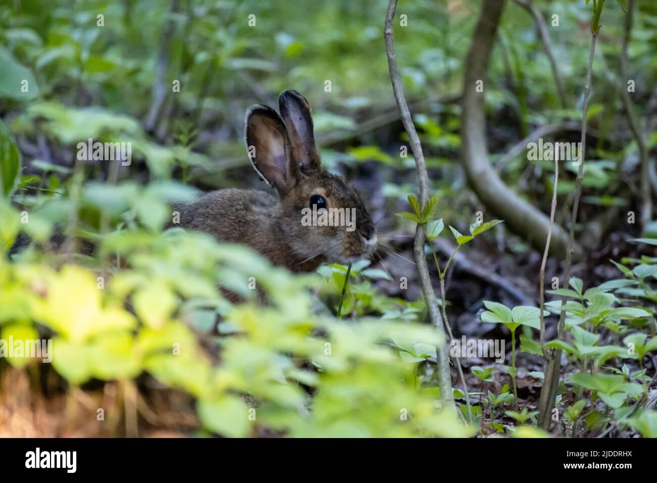 Ein kleines Kaninchen versteckt sich auf dem Waldboden der Wildnis im Isle Royale National Park in Michigan Stockfoto