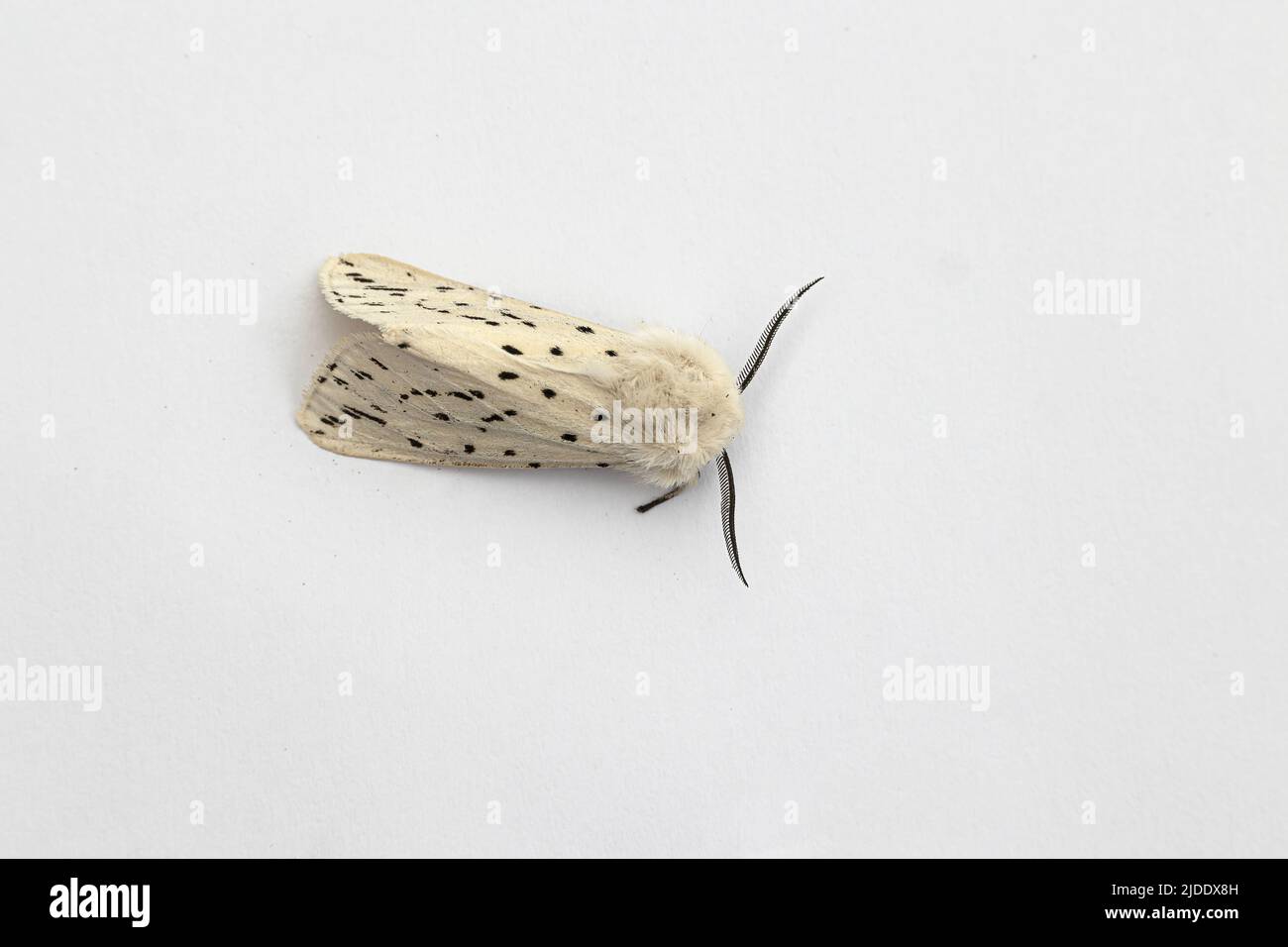 Weiße Hermelin Moth Stockfoto