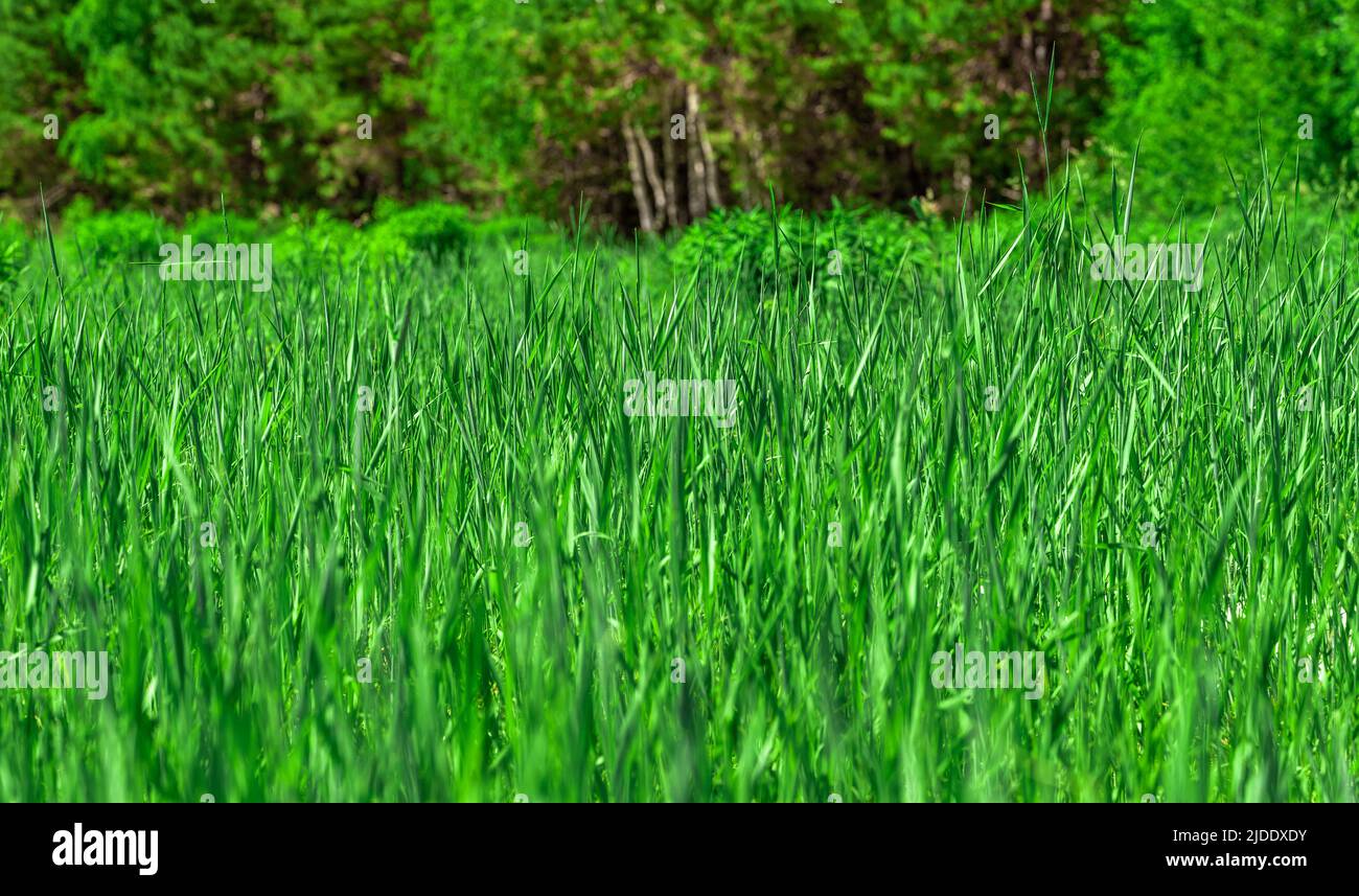 Hintergrund oder Textur von grünem Gras. Rasen mit frischem Gras, Banner mit langem grünen Gras. Lange und leuchtend grüne Grasstruktur Stockfoto