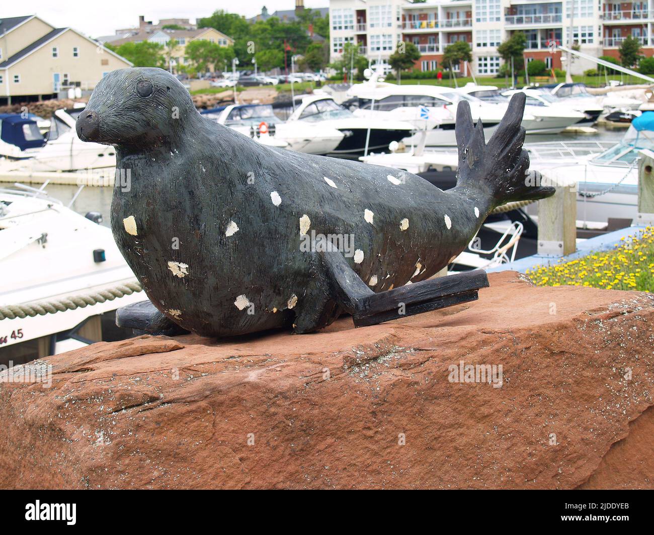 Harbour Seal, Port Charlottetown, PEI Stockfoto