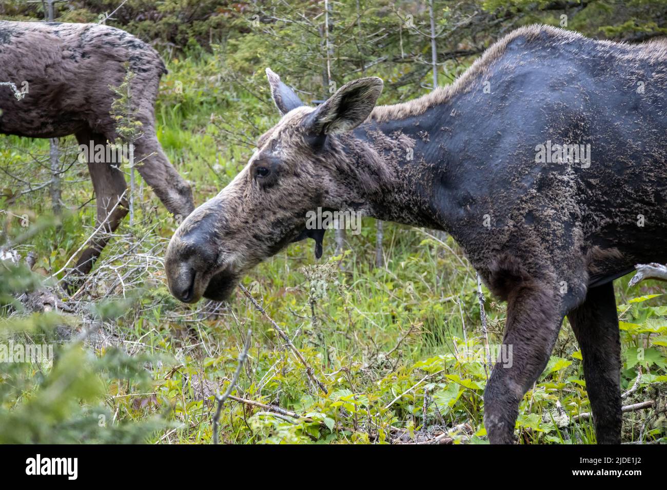 Eine Elchweibin wandert durch die Landschaft im Isle Royale National Park in Michigan Stockfoto