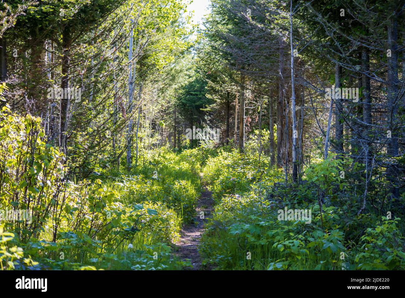 Der Wanderweg im Isle Royale National Park in Michigan ist von Bäumen gesäumt Stockfoto