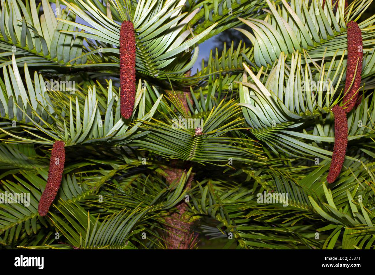 Wollemia nobilis (Wollemi-Kiefer) war nur aus Fossilien bekannt, bis in den gemäßigten Regenwäldern Australiens eine lebende Pflanze entdeckt wurde. Stockfoto