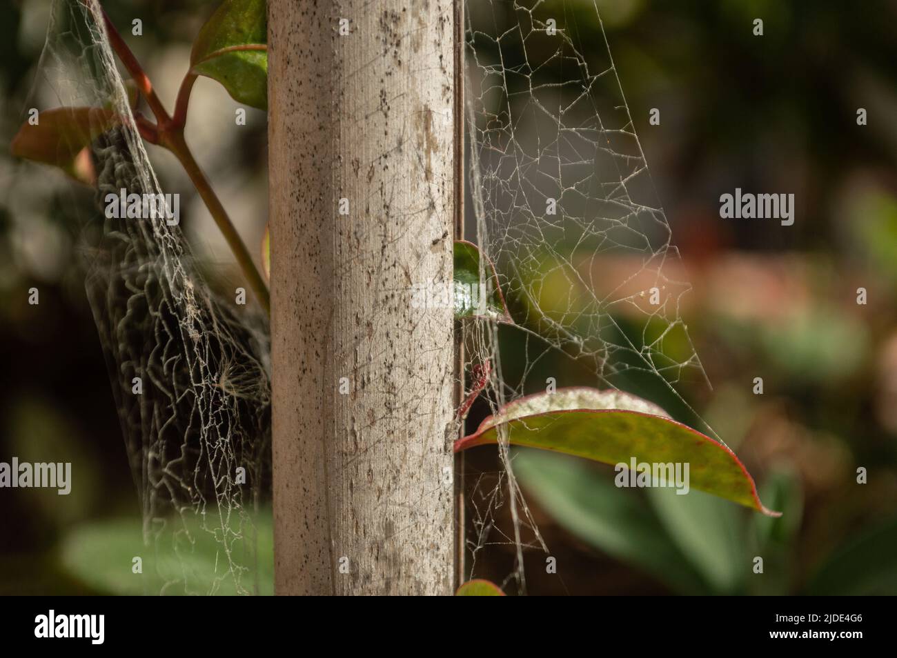 spinnennetz auf Zweig Stockfoto