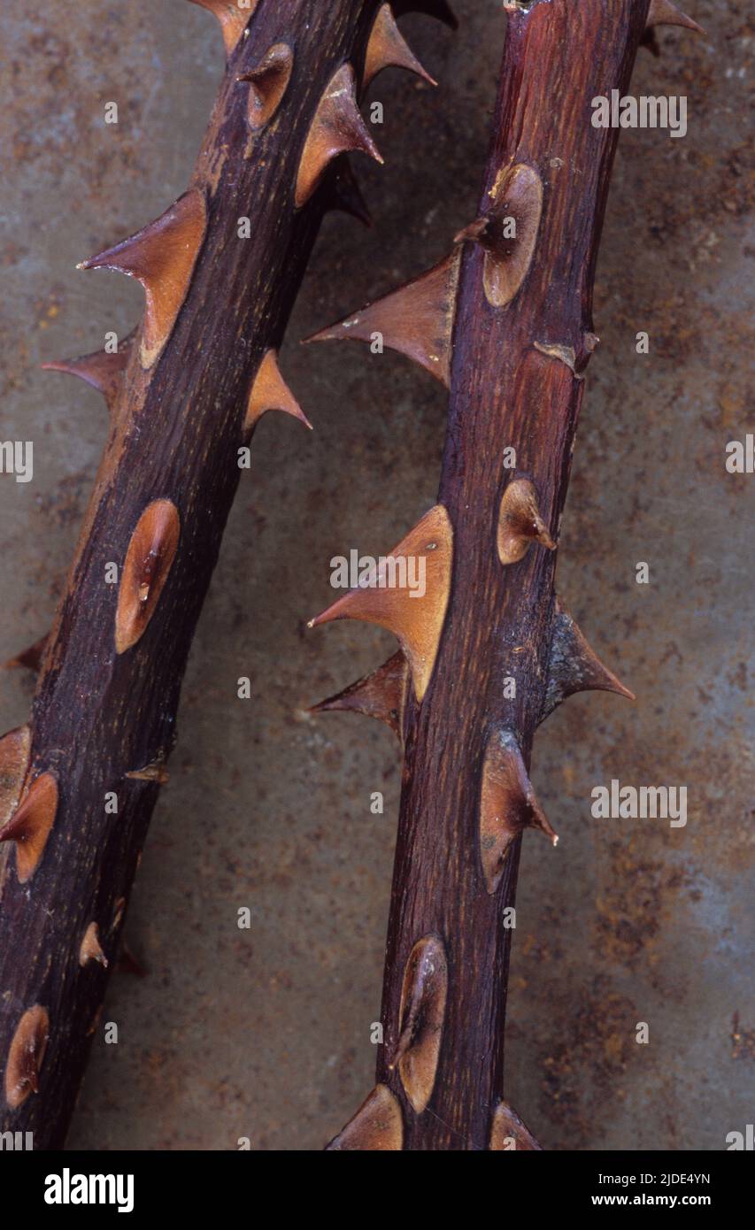 Zwei holzige dornige Rosenstämme liegen auf rostigen Metallblechen Stockfoto