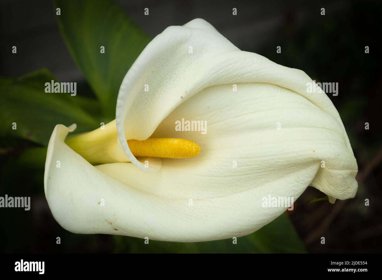 calla Blume im Vordergrund Stockfoto