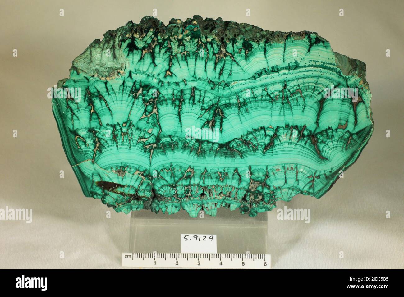 Malachit. Mineralien. Afrika, Simbabwe Stockfoto