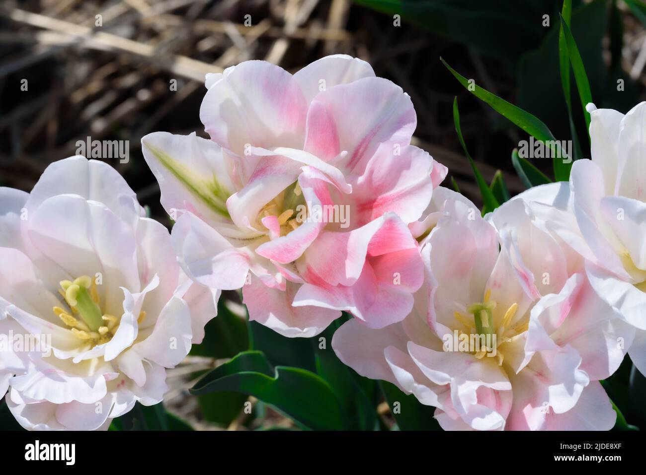 Draufsicht auf blühende Tulpen mit weißen und rosa Blütenblättern und gelben Strichen. Stockfoto