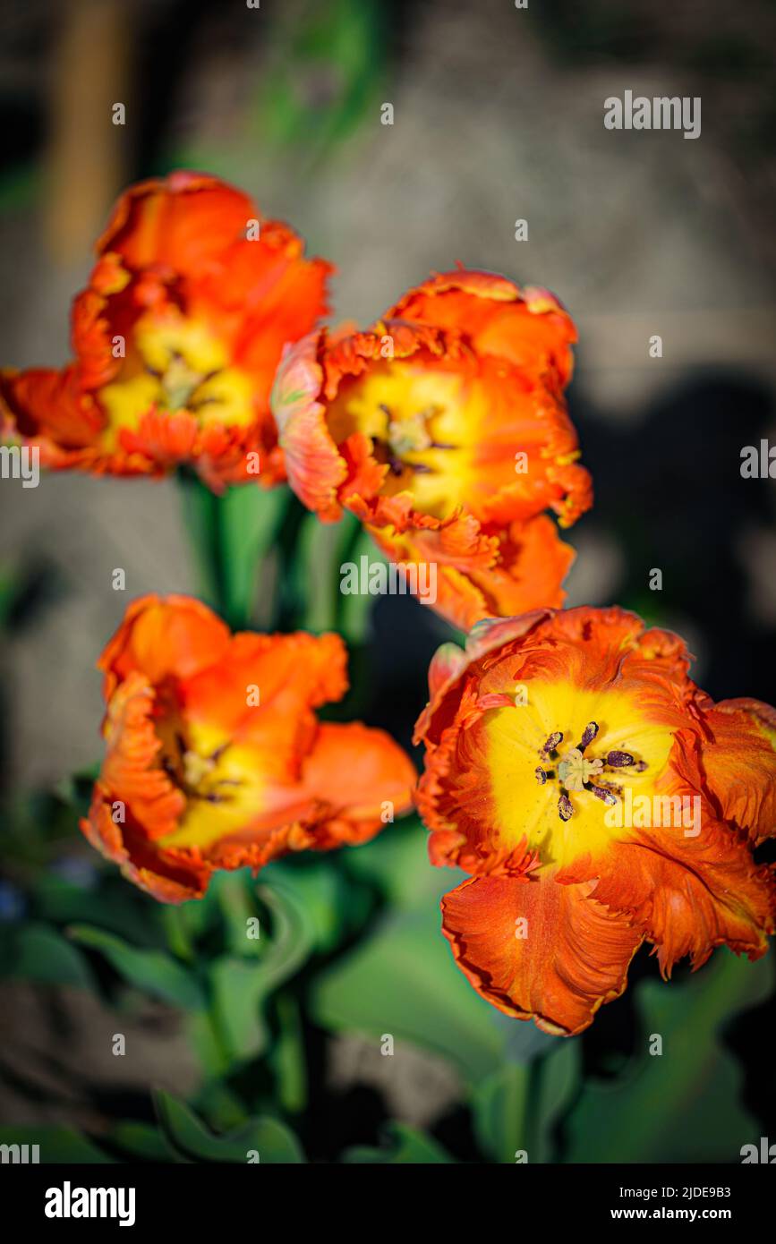 Draufsicht auf blühende Papageientulpen mit orangen Blütenblättern und gelben und schwarzen Stistillen. Stockfoto
