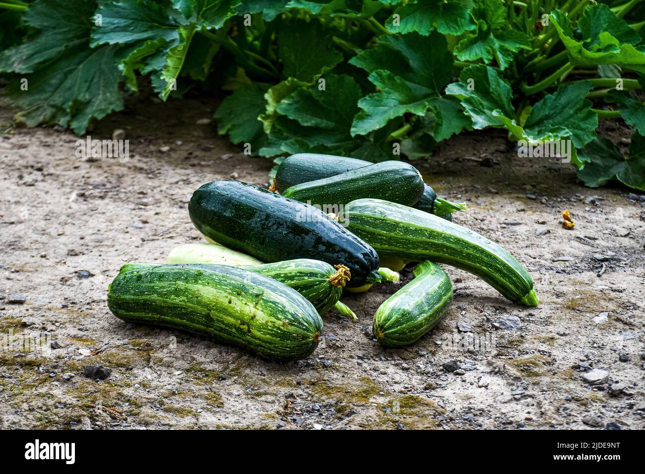 Frisches Erntegemüse, Zucchini, Cucurbita pepo auf dem Bett, Gartengrundstück Stockfoto