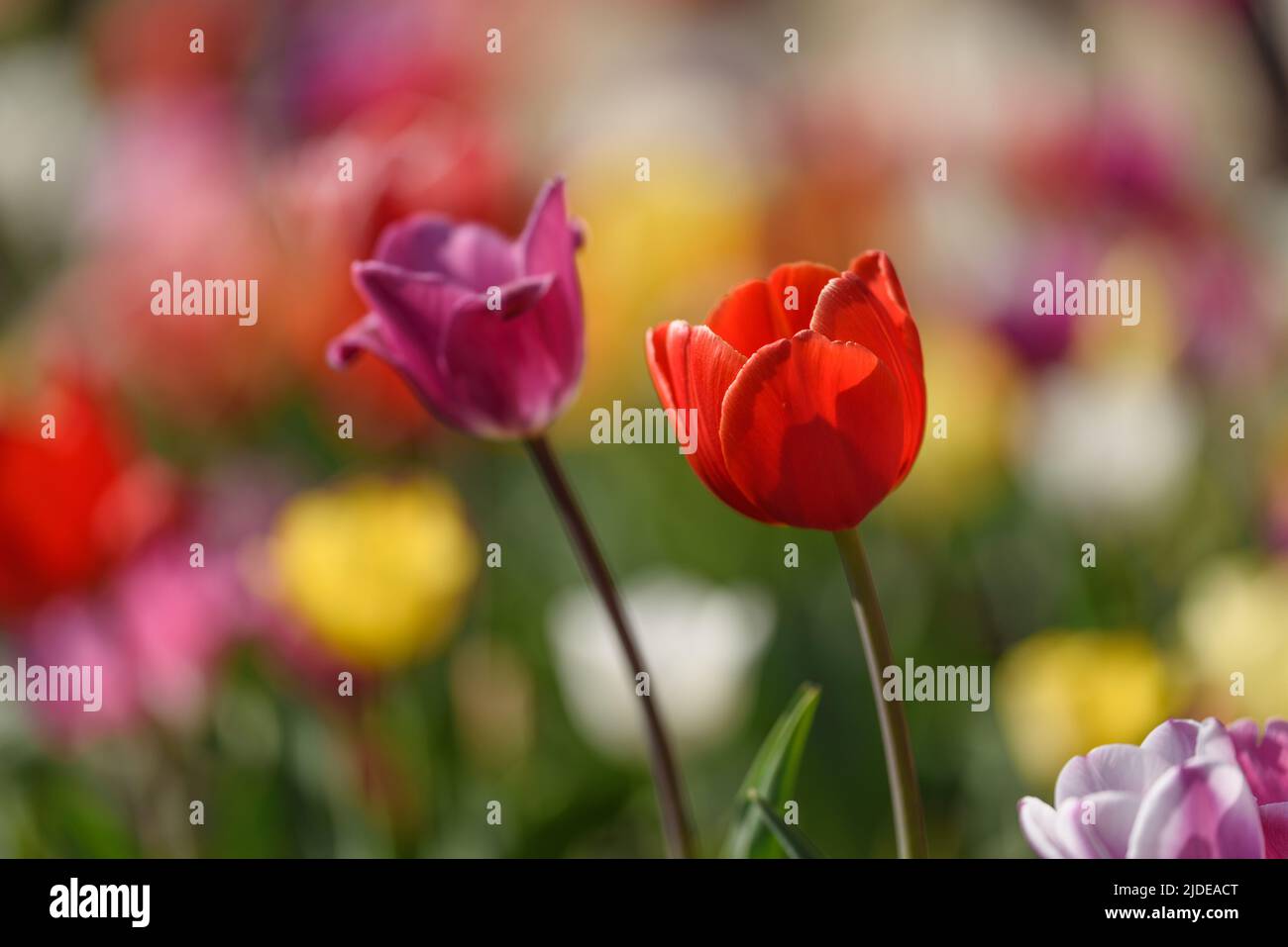 Blick auf zwei Tulpenblüten, eine rote und eine violette, vor dem verschwommenen Hintergrund eines wachsenden Feldes im frühen Frühjahr. Stockfoto