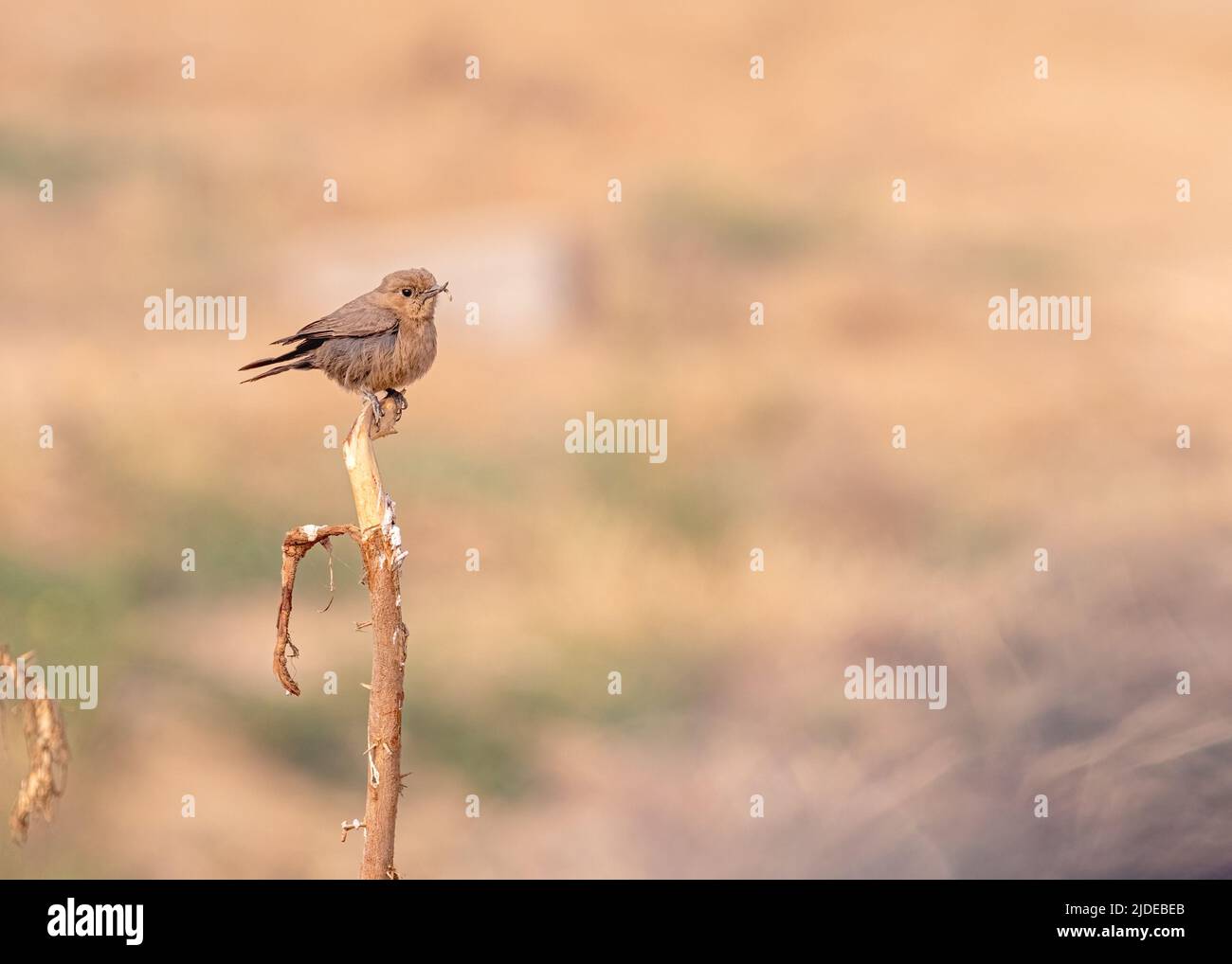 Bush chatten weiblich auf einem Ast vor braunem Hintergrund Stockfoto