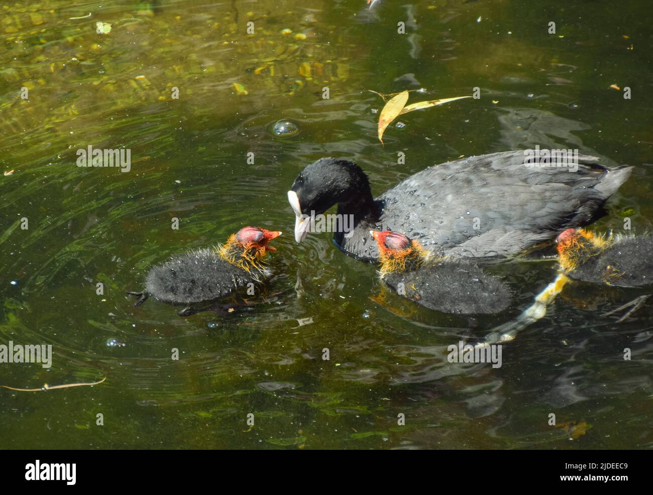 Eine eurasische Hussmutter (Fulica atra) füttert ihre jungen Küken in einem Parksee. Die Babys werden mit bunten Köpfen geboren, die sich schwarz und weiß verwandeln, wenn sie zu Erwachsenen heranwachsen. Stockfoto