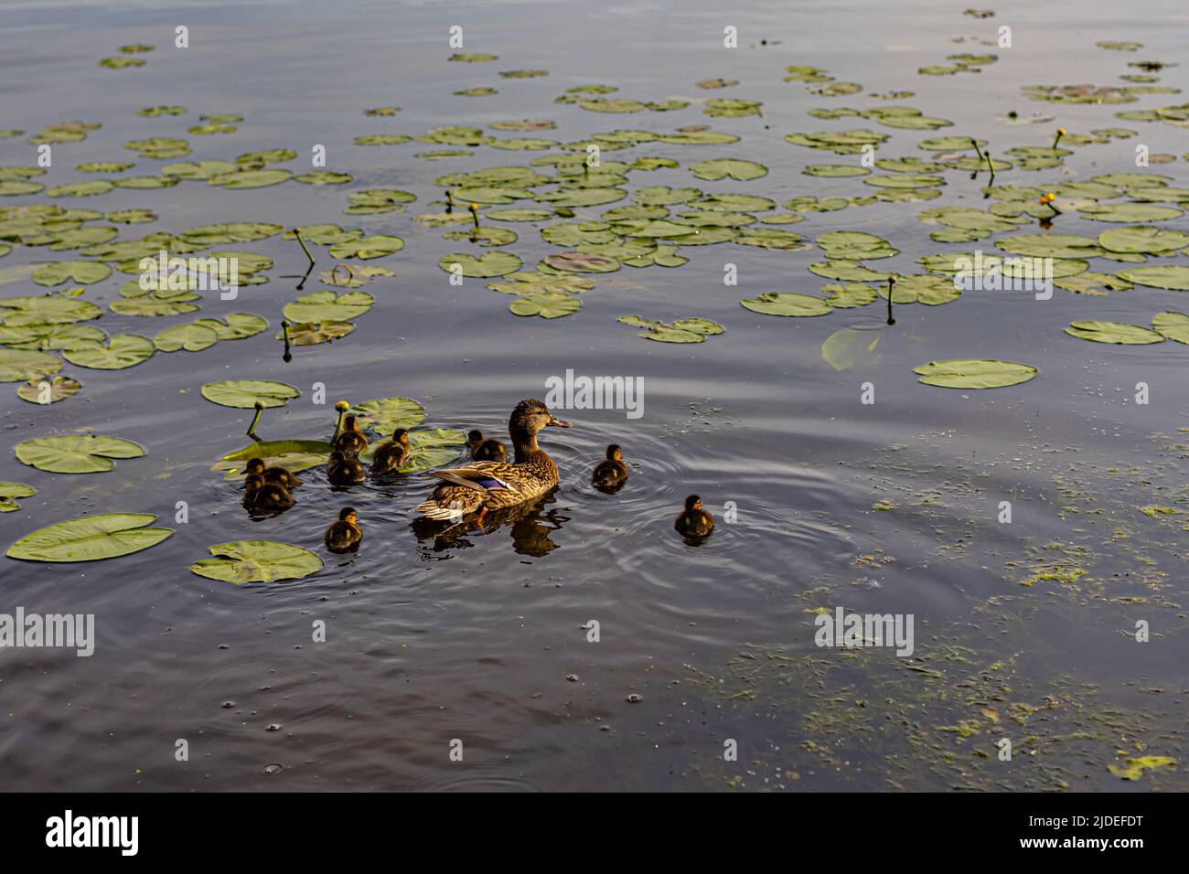 Eine ausgewachsene Ente schwimmt auf dem Wasser, umgeben von Entchen. Hochwertige Fotos Stockfoto