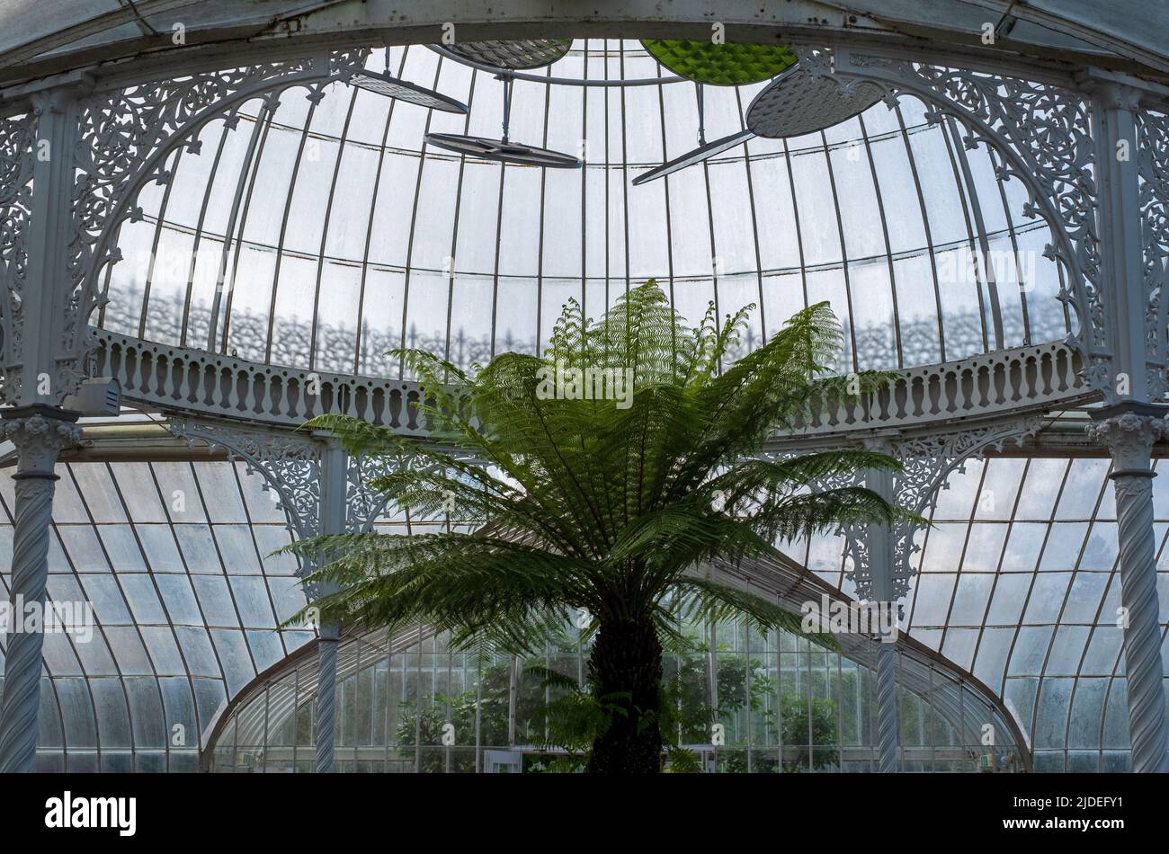 Die Palme, die im viktorianischen Gewächshaus des Kibble Palace in den