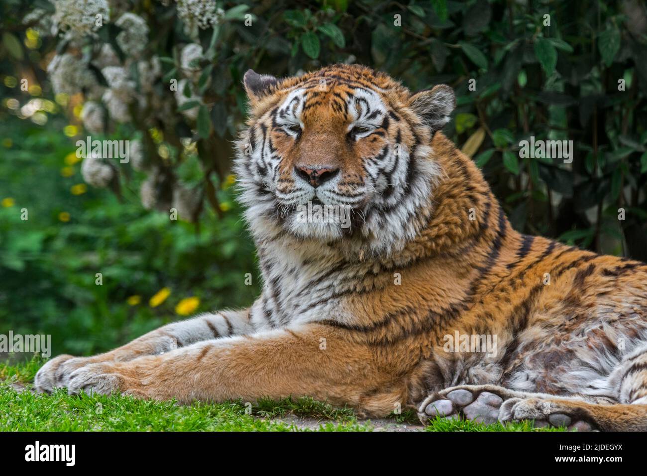 Sibirischer Tiger (Panthera tigris altaica), der im Zoo/Zoologischen Park ruht Stockfoto