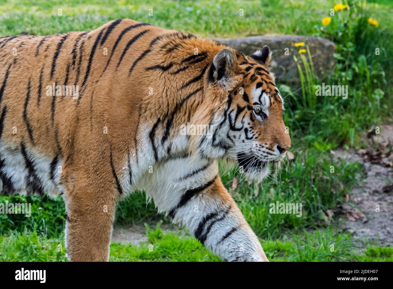 Sibirischer Tiger (Panthera tigris altaica) Nahaufnahme Porträt im Zoo / zoologischen Park Stockfoto