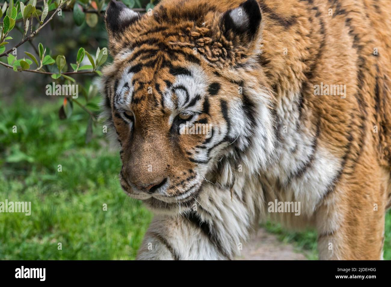 Sibirischer Tiger (Panthera tigris altaica) Nahaufnahme Porträt Stockfoto