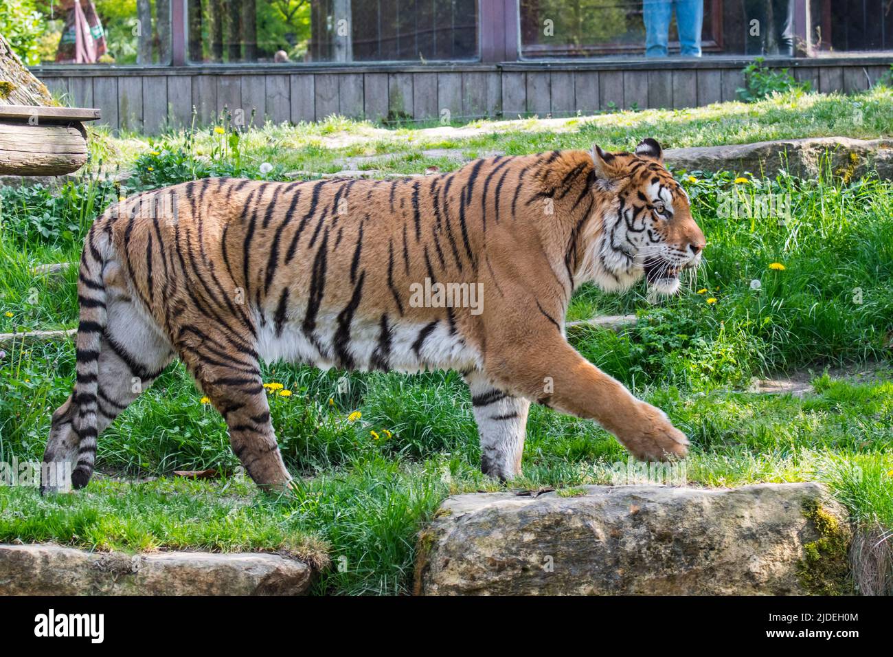 Sibirischer Tiger (Panthera tigris altaica) zu Fuß im Gehege des Zoos / Zoologischen Parks Stockfoto